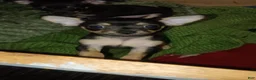 Chihuahua dogs for sale: Chihuahua 1 - Ad 1