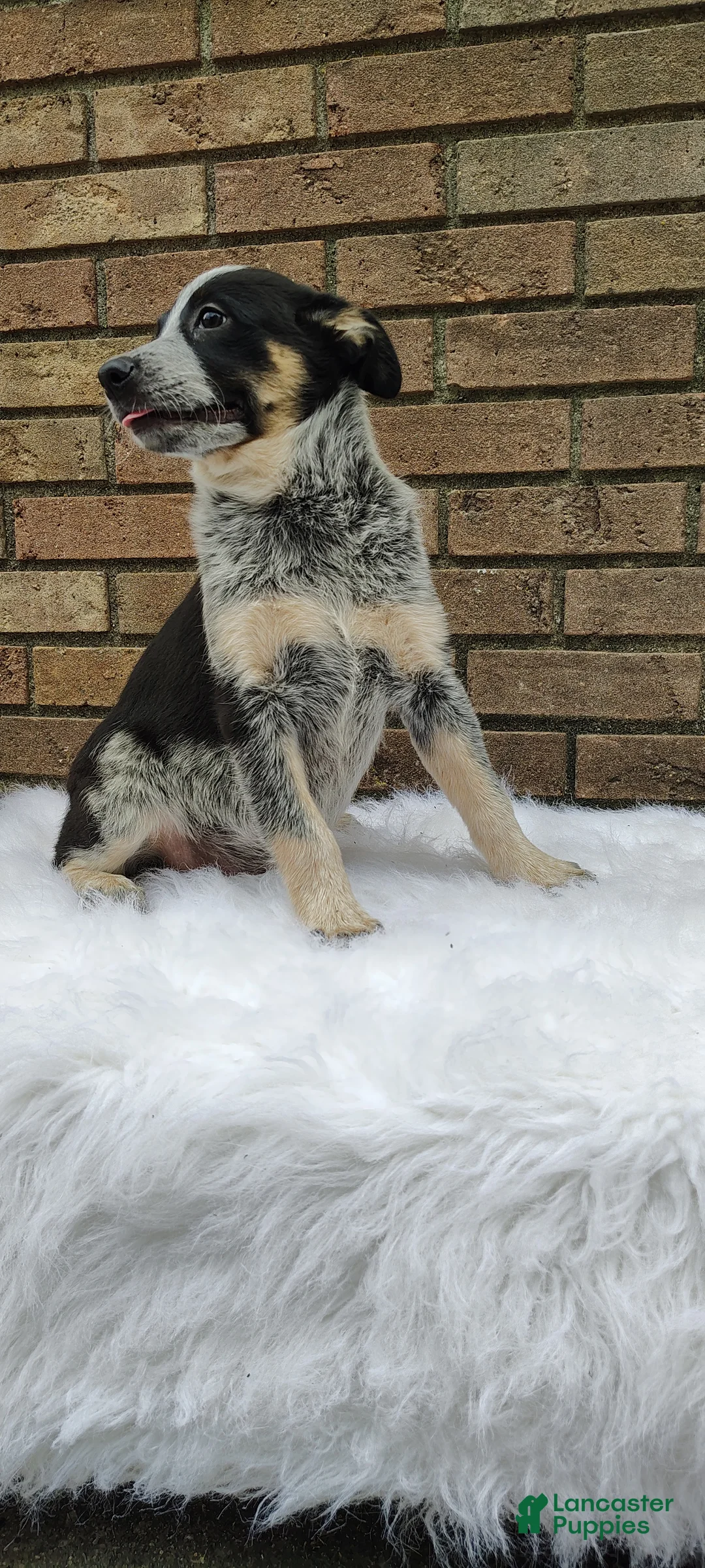 Mixed Breed dogs for sale: Lucy - Ad 5