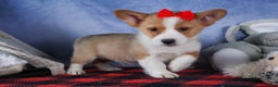 Welsh Corgi Pembroke dogs for sale: Mack - Ad 2