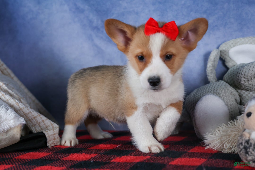 Welsh Corgi Pembroke dogs for sale: Mack - Ad 2