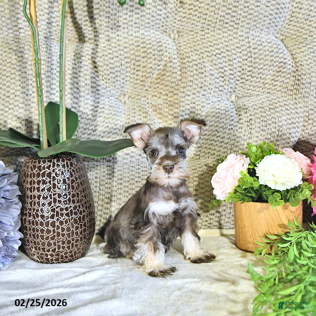 Miniature Schnauzer dogs for sale: Kiki - Ad 3