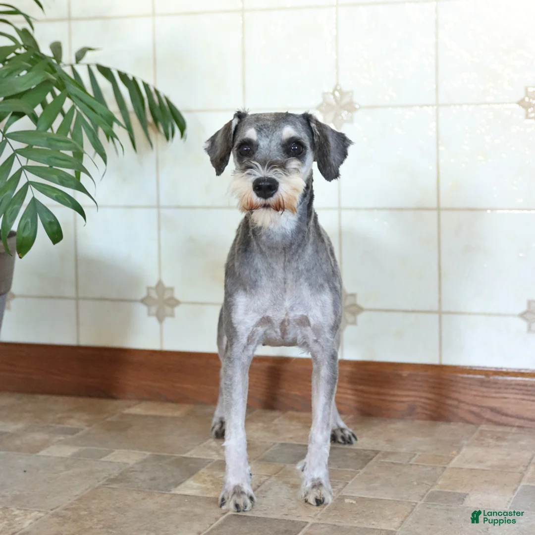 Miniature Schnauzer dogs for sale: Faith - Ad 6