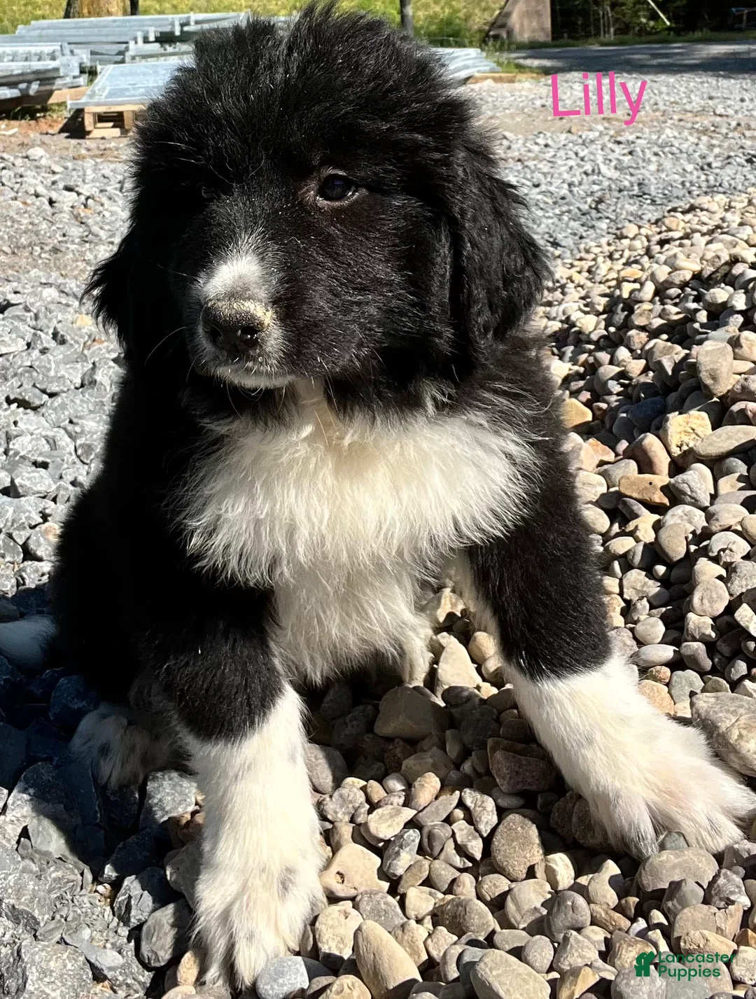 Great Pyrenees dogs for sale: Great Pyrenees Puppy 7 Lilly - Ad 1