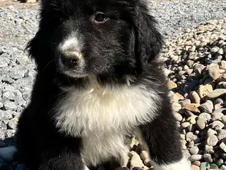 Great Pyrenees dogs Great Pyrenees Puppy 7 Lilly - Ad 18