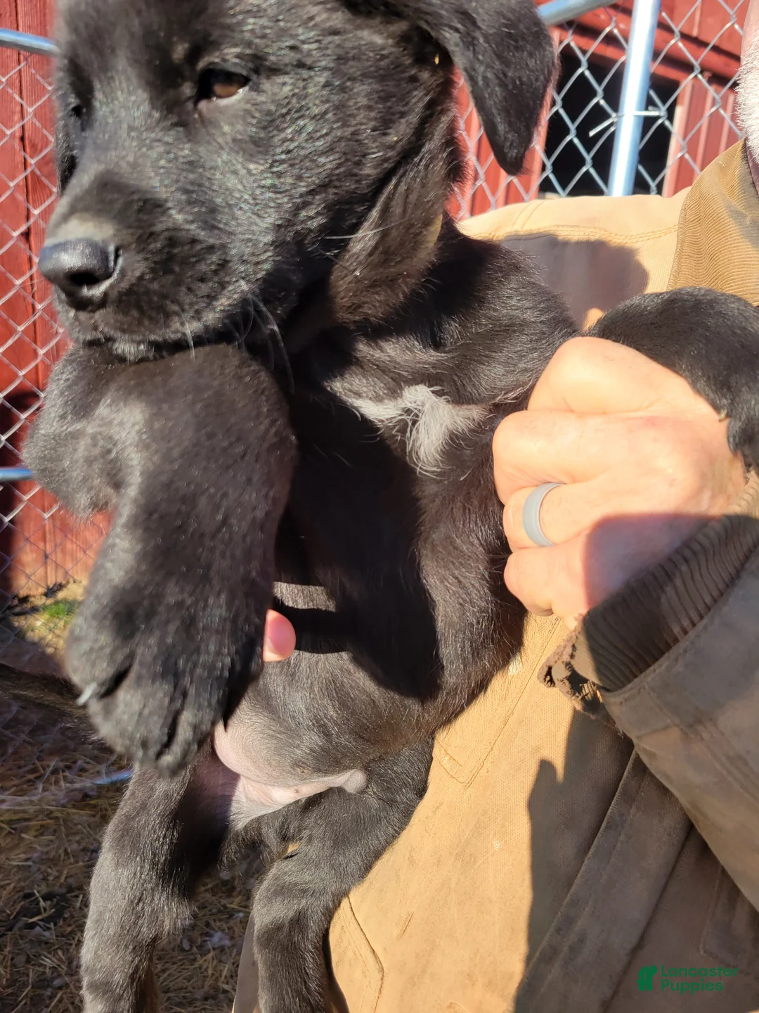 Golden Shepherd dogs for sale: Golden Shepherd Puppy Charlie - Ad 1