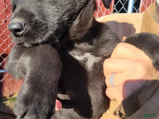 Golden Shepherd dogs for sale: Golden Shepherd Puppy Charlie - Ad 1