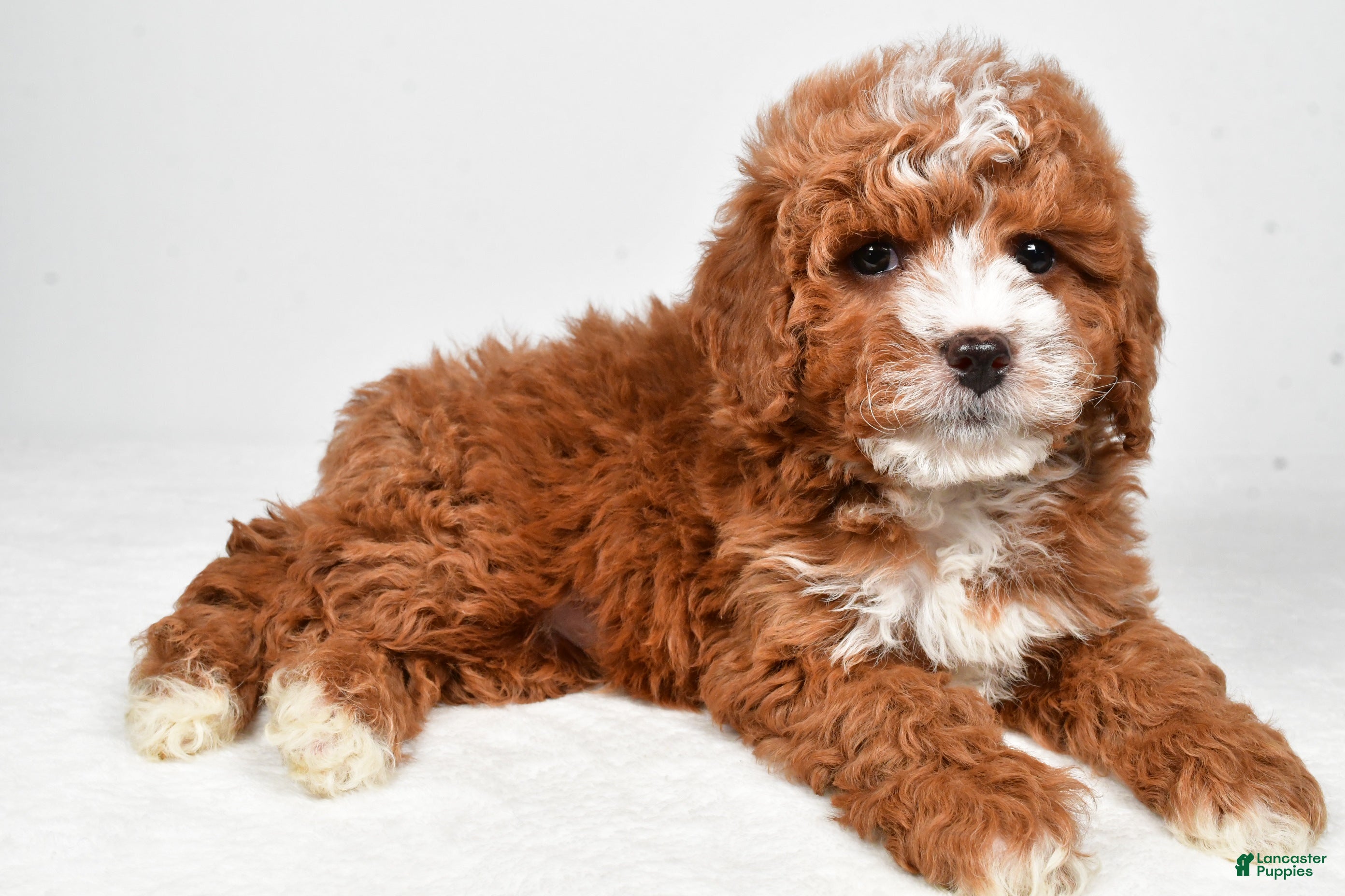 Cavapoo dogs Harvey - Ad 2