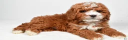 Cavapoo dogs for sale: Harvey - Ad 2