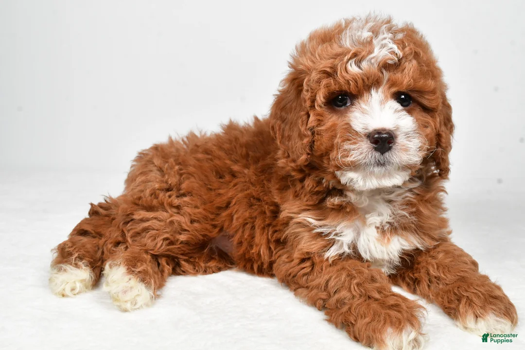 Cavapoo dogs for sale: Harvey - Ad 2