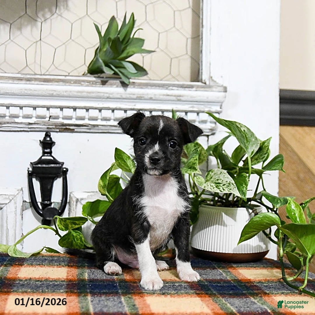 Mixed Breed dogs for sale: Haze  - Ad 1