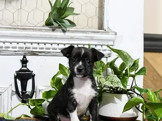 Mixed Breed dogs Haze - Ad 3