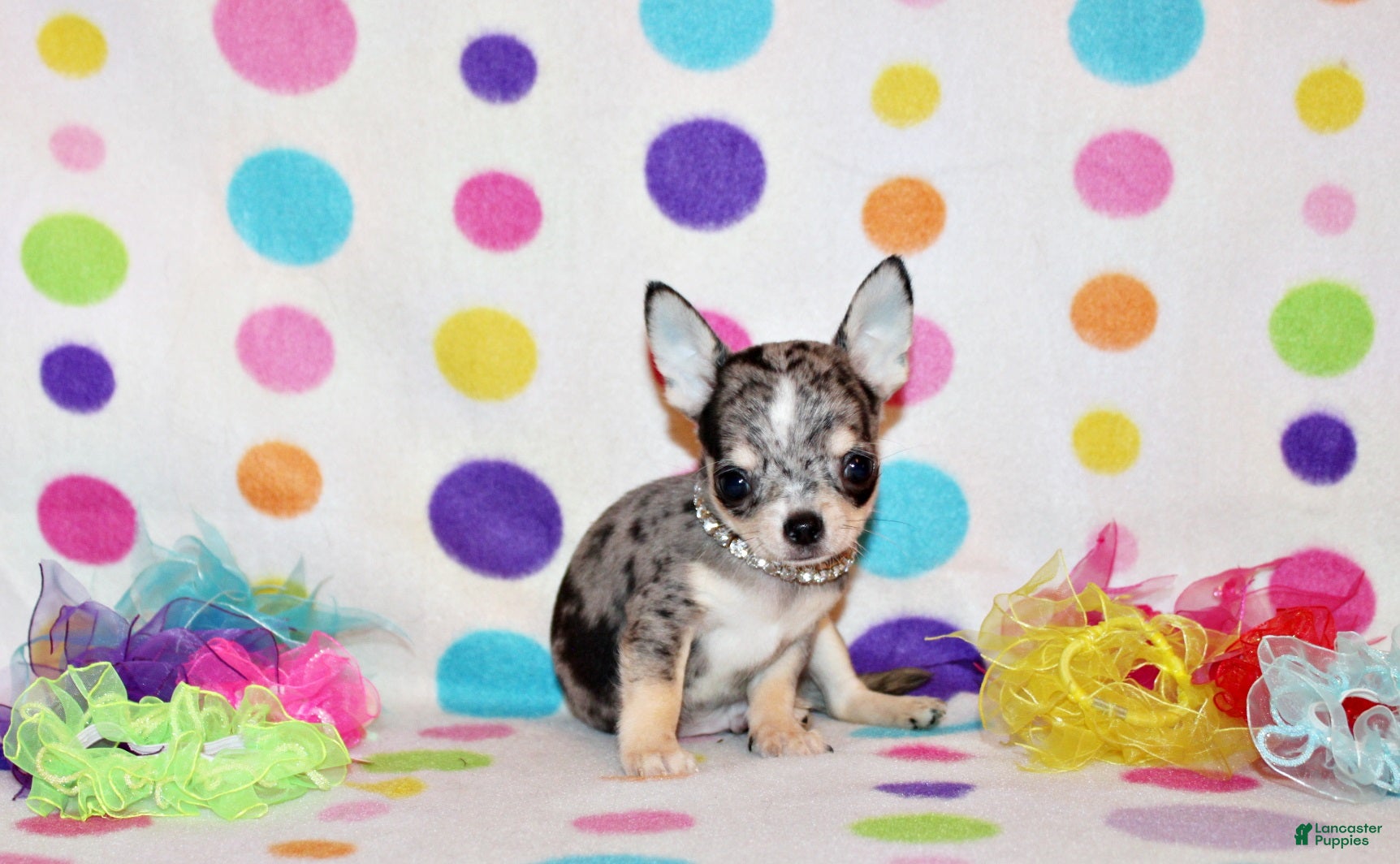 Chihuahua dogs Odin - Ad 1