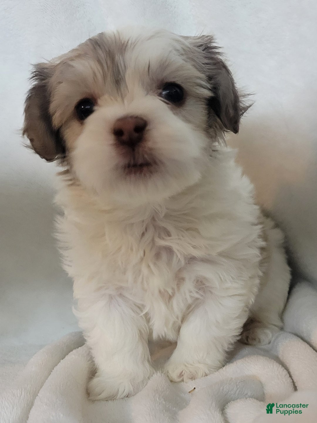 Mixed Breed dogs for sale:  4 chloe - Ad 2