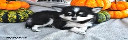 Pomsky dogs for sale: Teddy - Ad 4