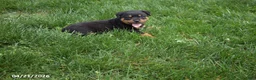 Rottweiler dogs for sale: Shadow - Ad 3