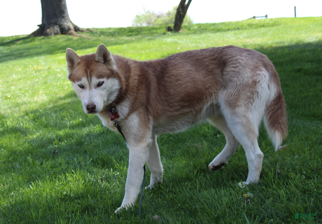 Siberian Husky dogs for sale: Mia - Ad 8