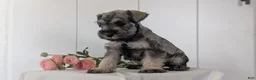 Miniature Schnauzer dogs for sale: Bella - Ad 7