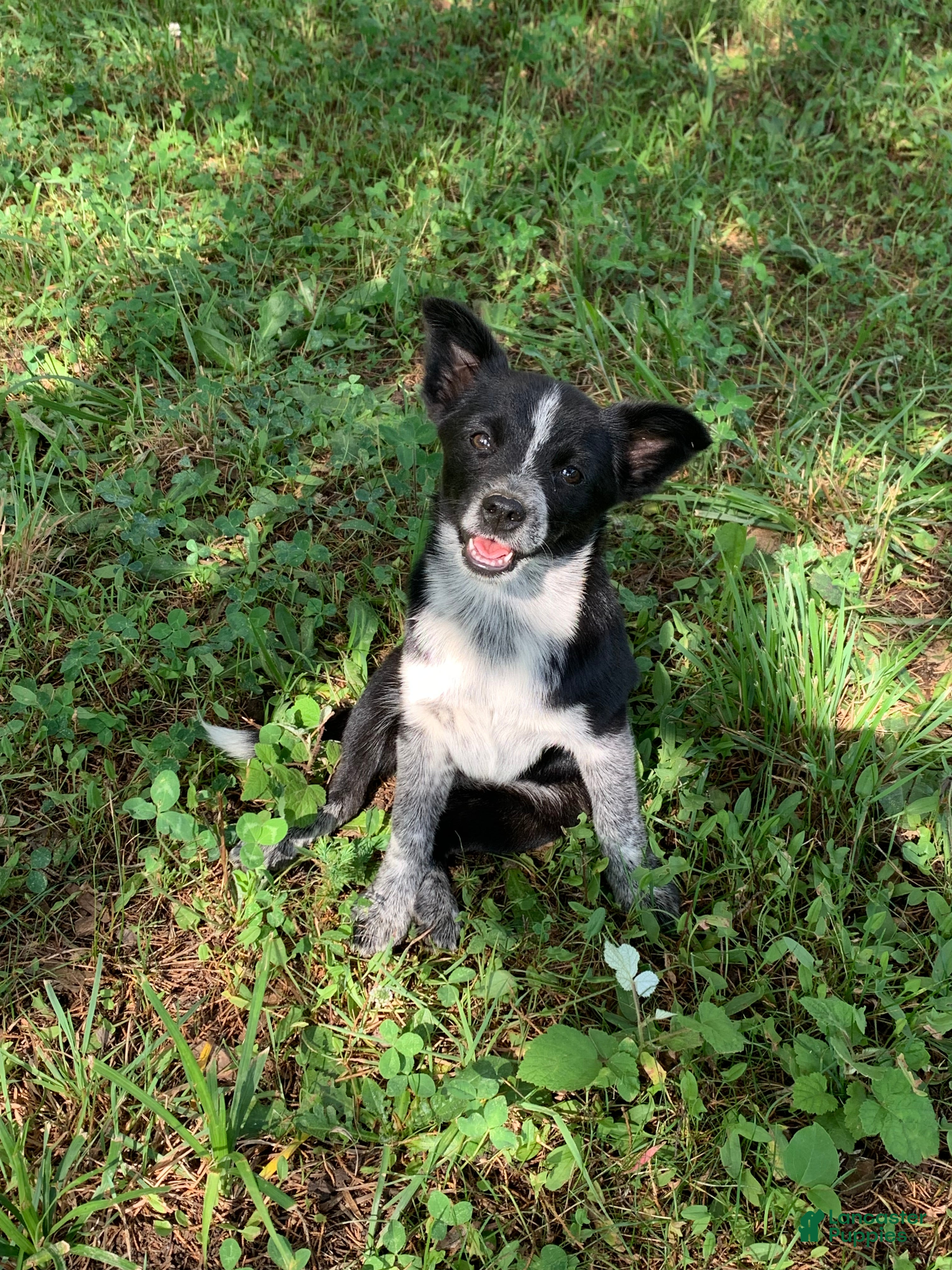 Mixed Breed dogs Luna  - Ad 3