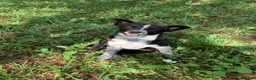 Mixed Breed dogs for sale: Luna  - Ad 1