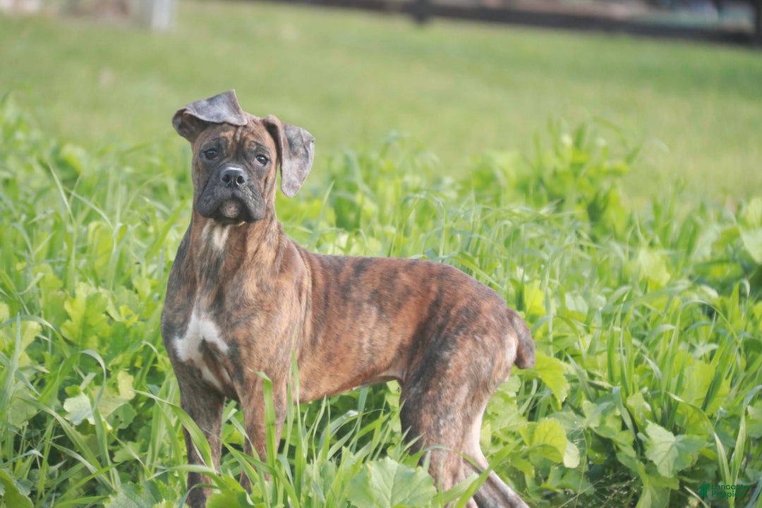 Boxer dogs for sale: Oakley - Ad 3