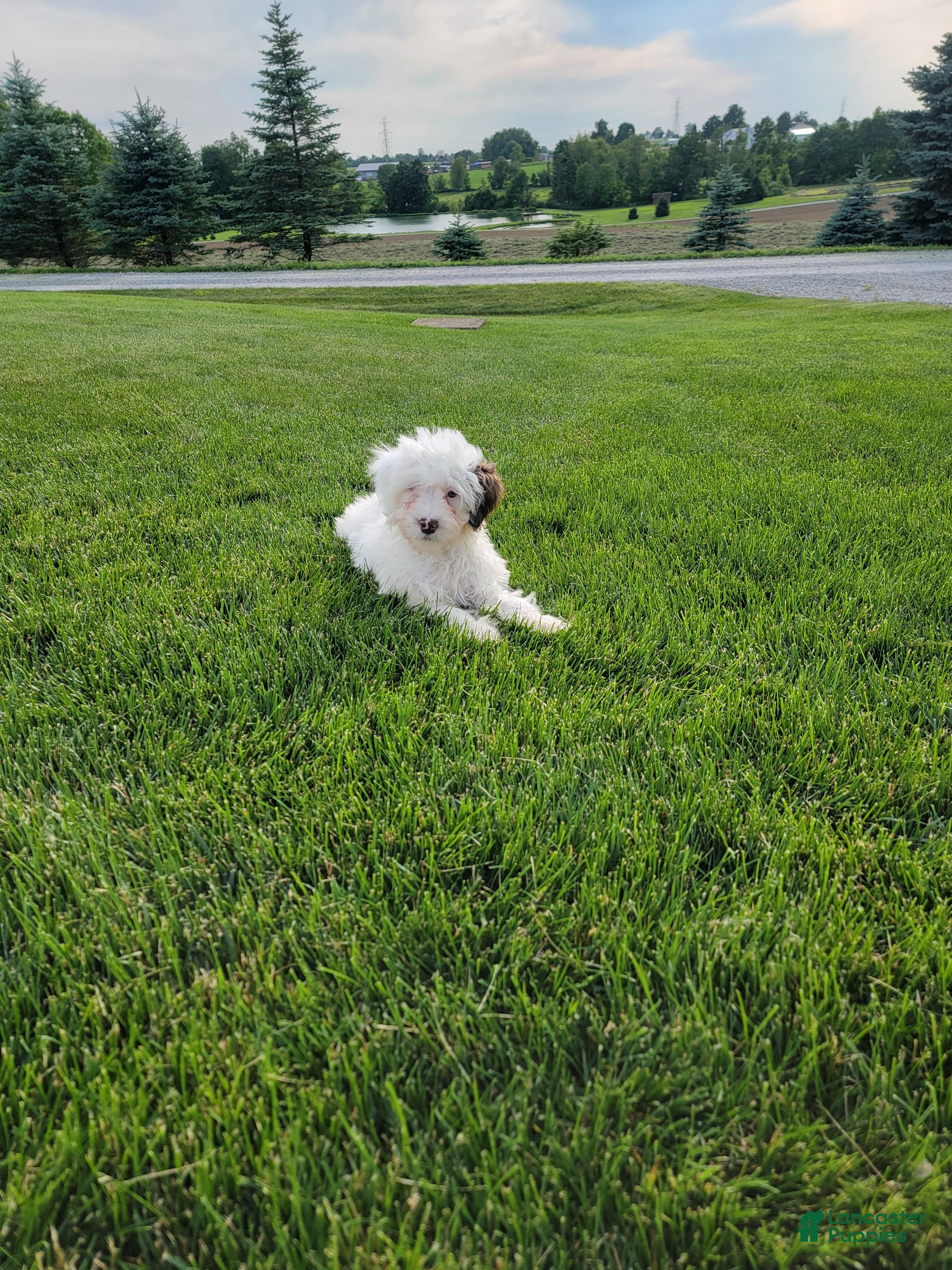 Portuguese Water Dog dogs Mason - Ad 1