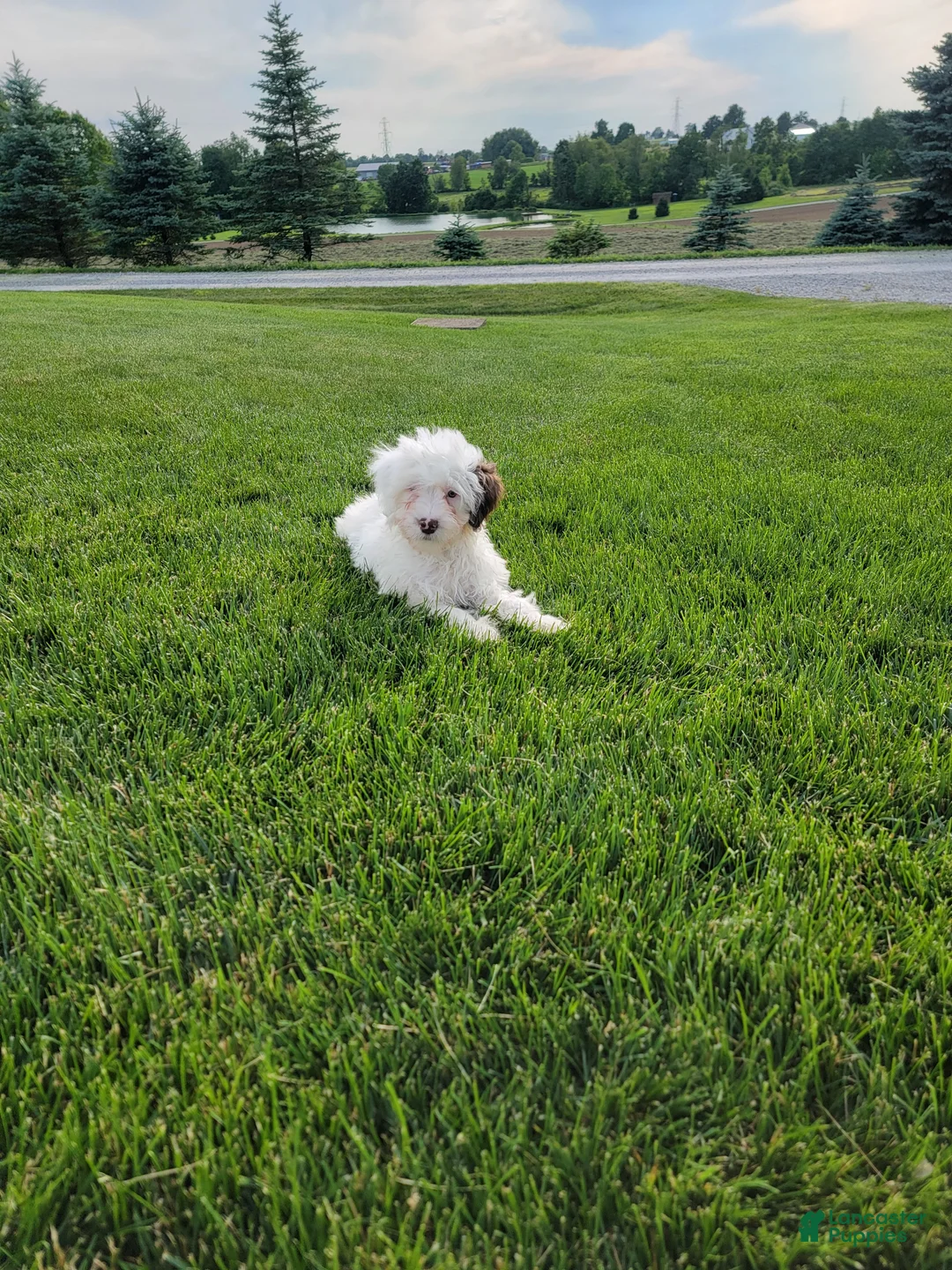 Portuguese Water Dog dogs for sale: Mason - Ad 1