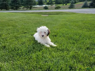 Portuguese Water Dog dogs for sale: Mason - Ad 3