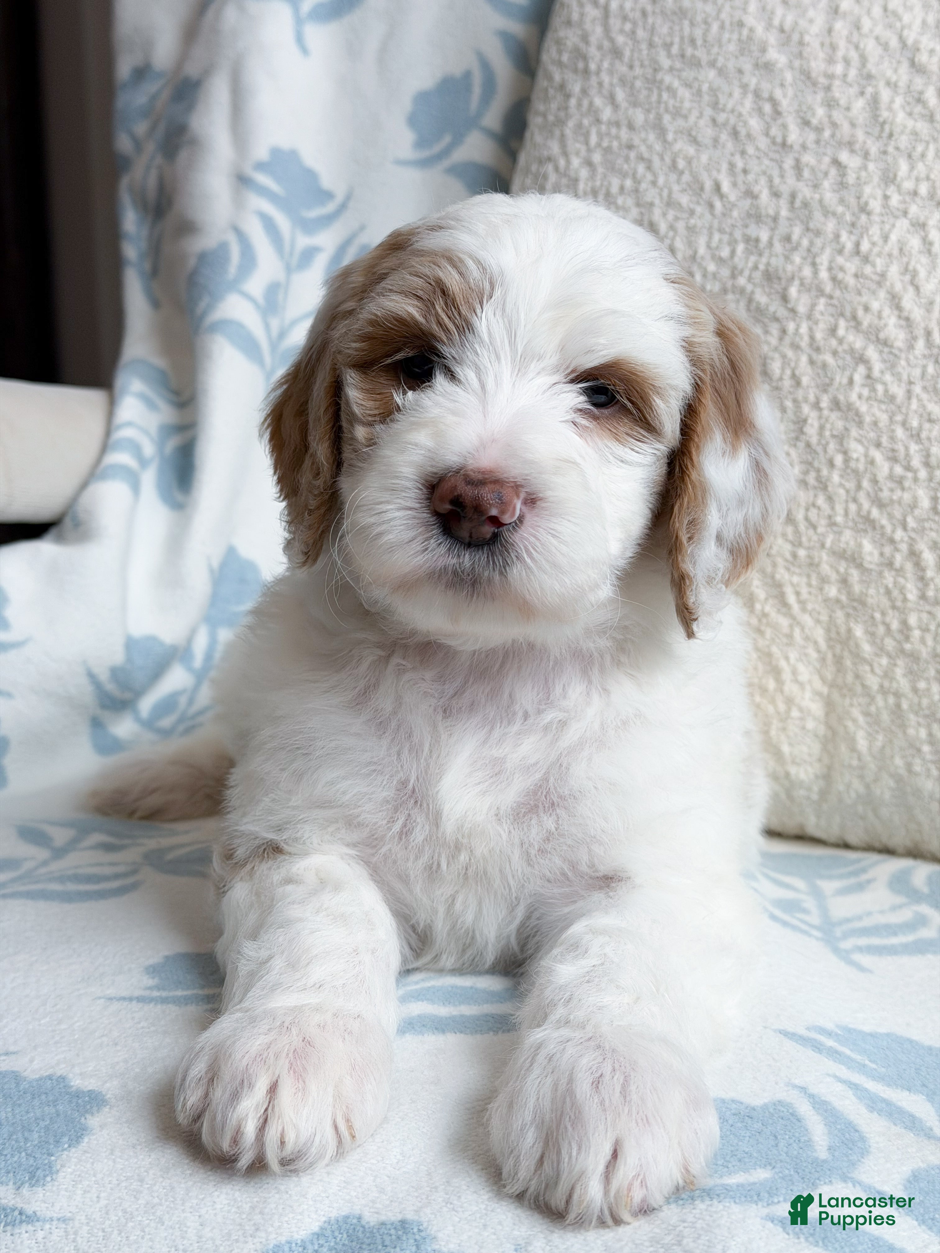 Goldendoodle dogs Amelia  - Ad 2