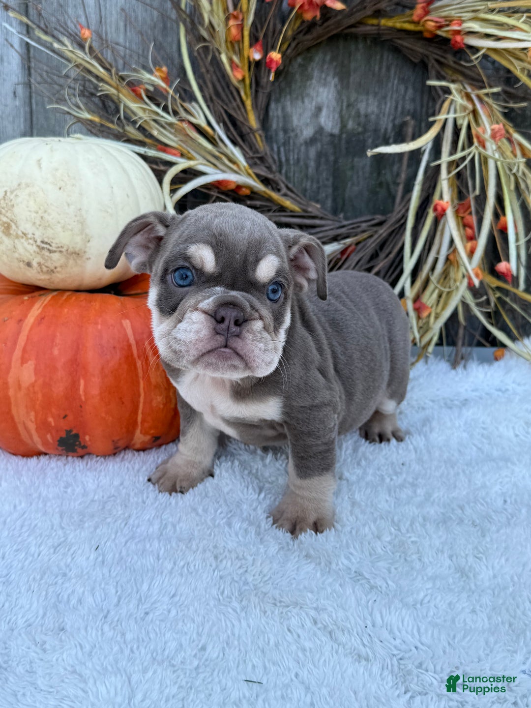 English Bulldog dogs for sale: Sage - Ad 8