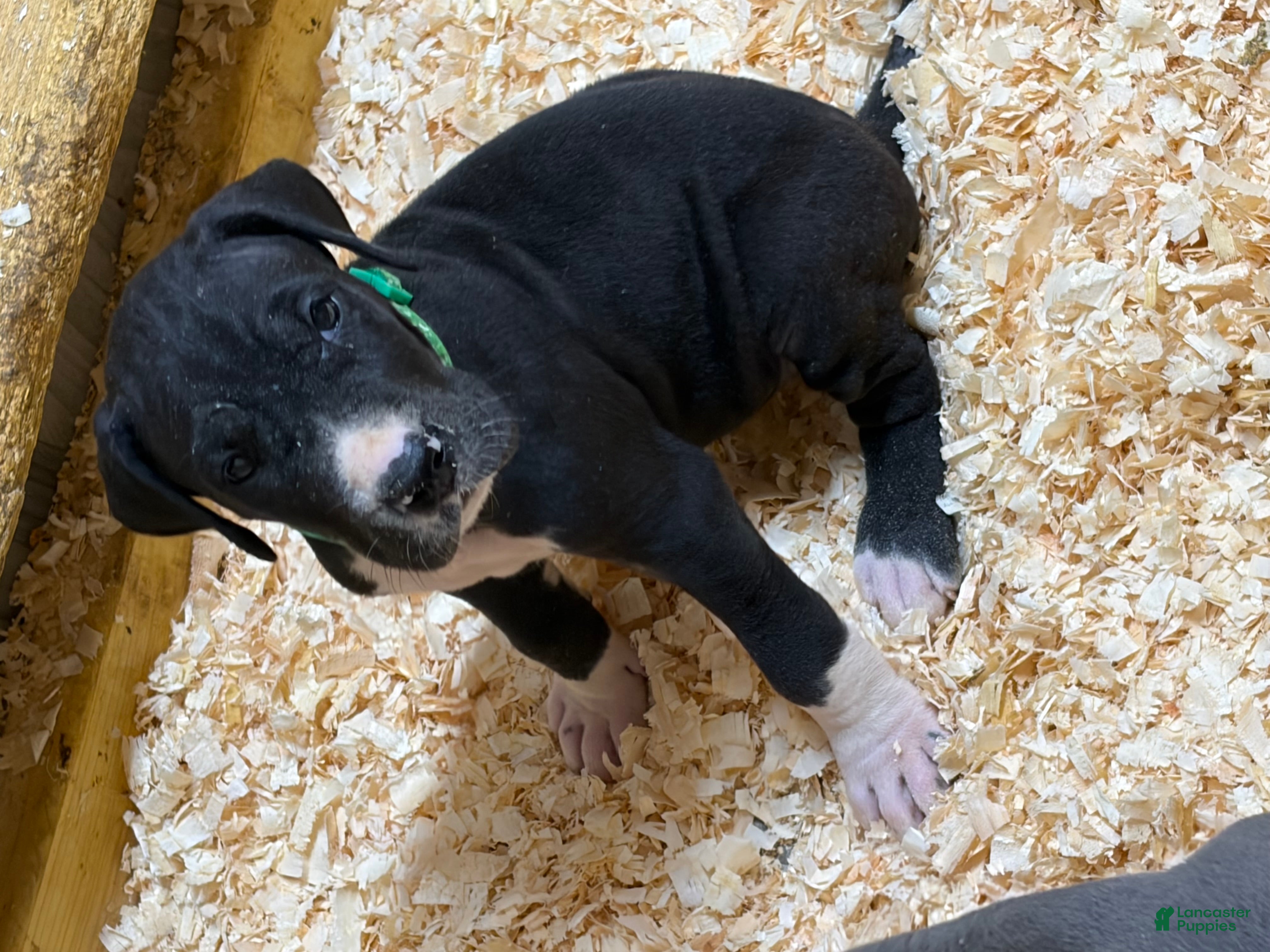 Great Dane dogs Montana  - Ad 2