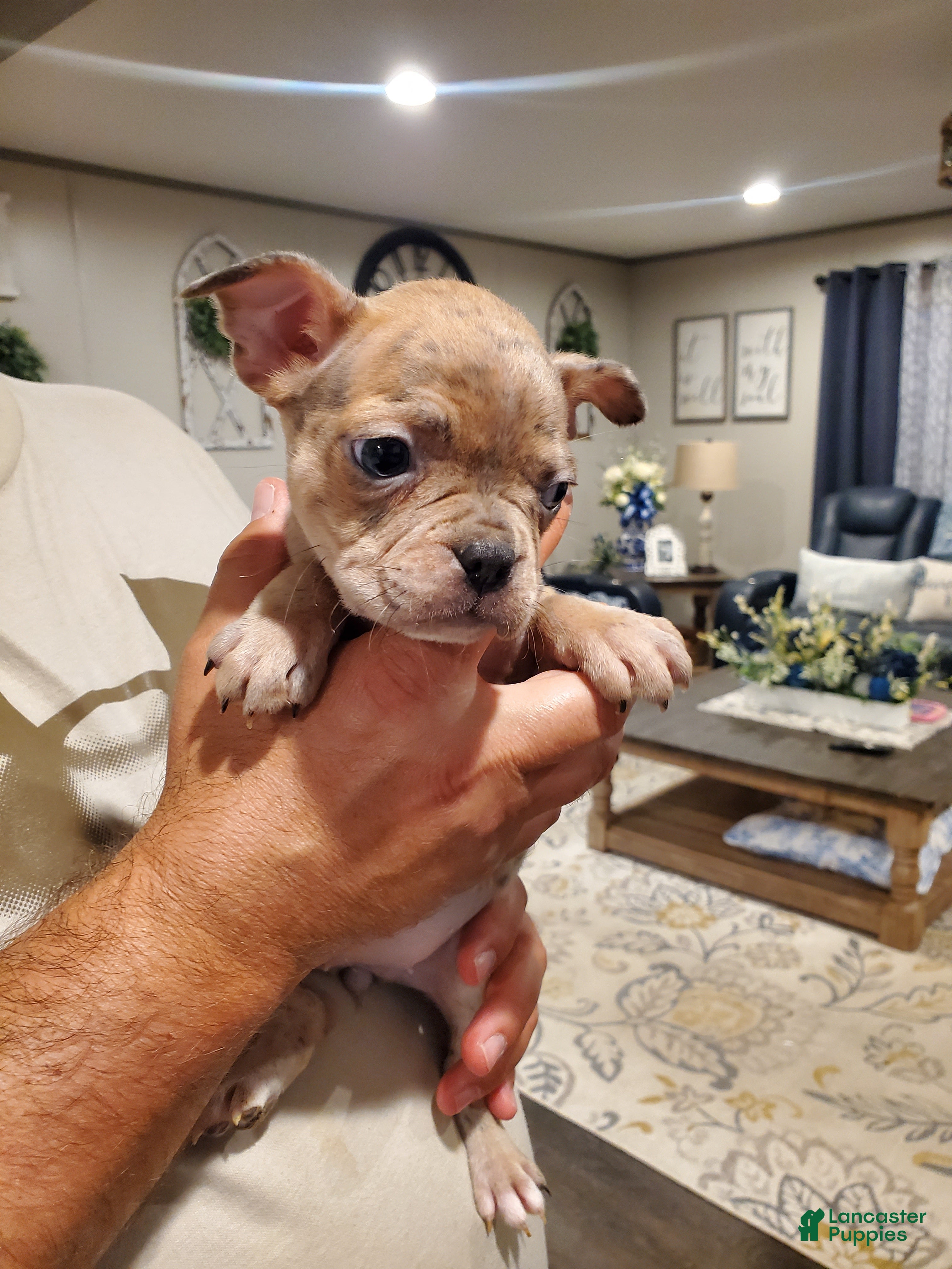 Mixed Breed dogs for sale: Frenchton - Ad 5