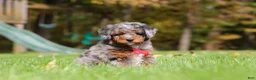 Mini Bernedoodle dogs for sale: Kelce - Ad 5