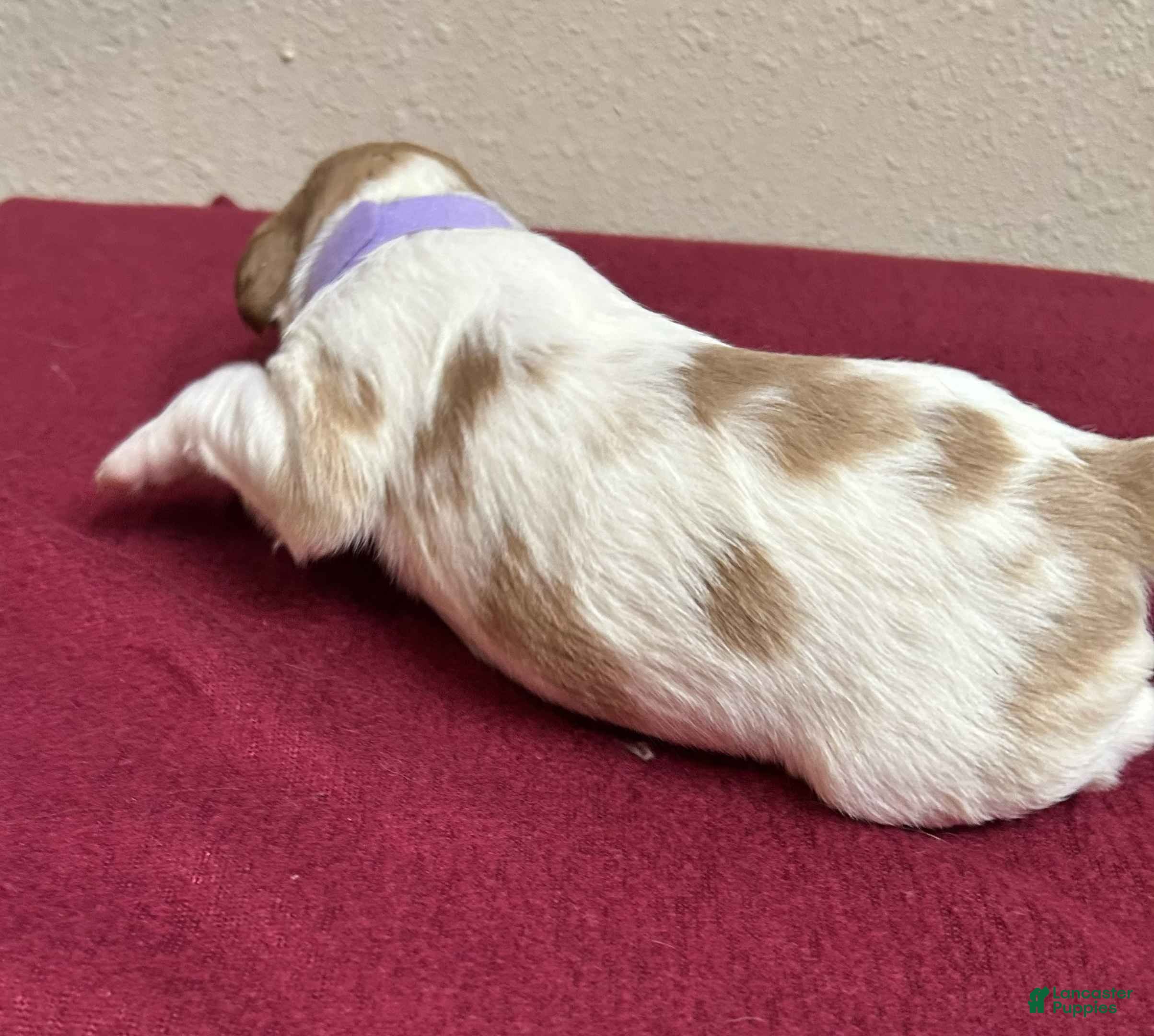 Brittany Spaniel dogs Purple Collar Female - Ad 1