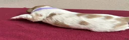 Brittany Spaniel dogs for sale: Purple Collar Female - Ad 1