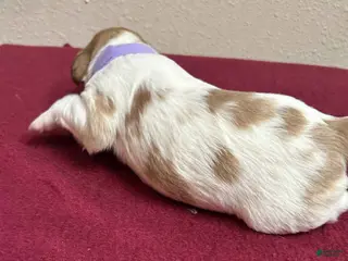 Brittany Spaniel dogs for sale: Purple Collar Female - Ad 3