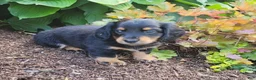 Miniature Dachshund dogs for sale: Vivian  - Ad 16