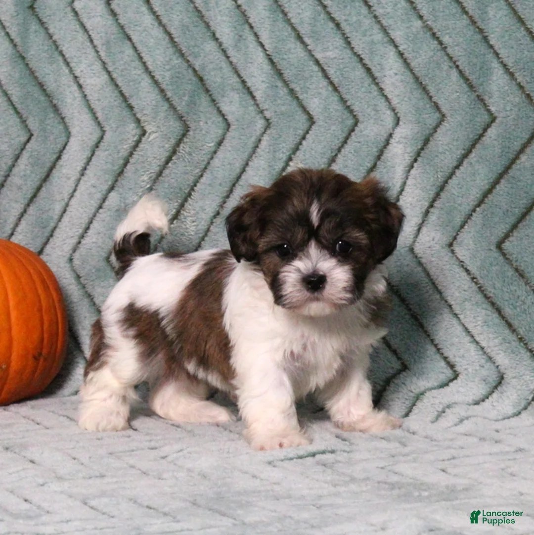 Teddy Bear dogs for sale: Ivory - Ad 1