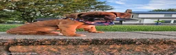 Boxer dogs for sale: Brandi - Ad 2