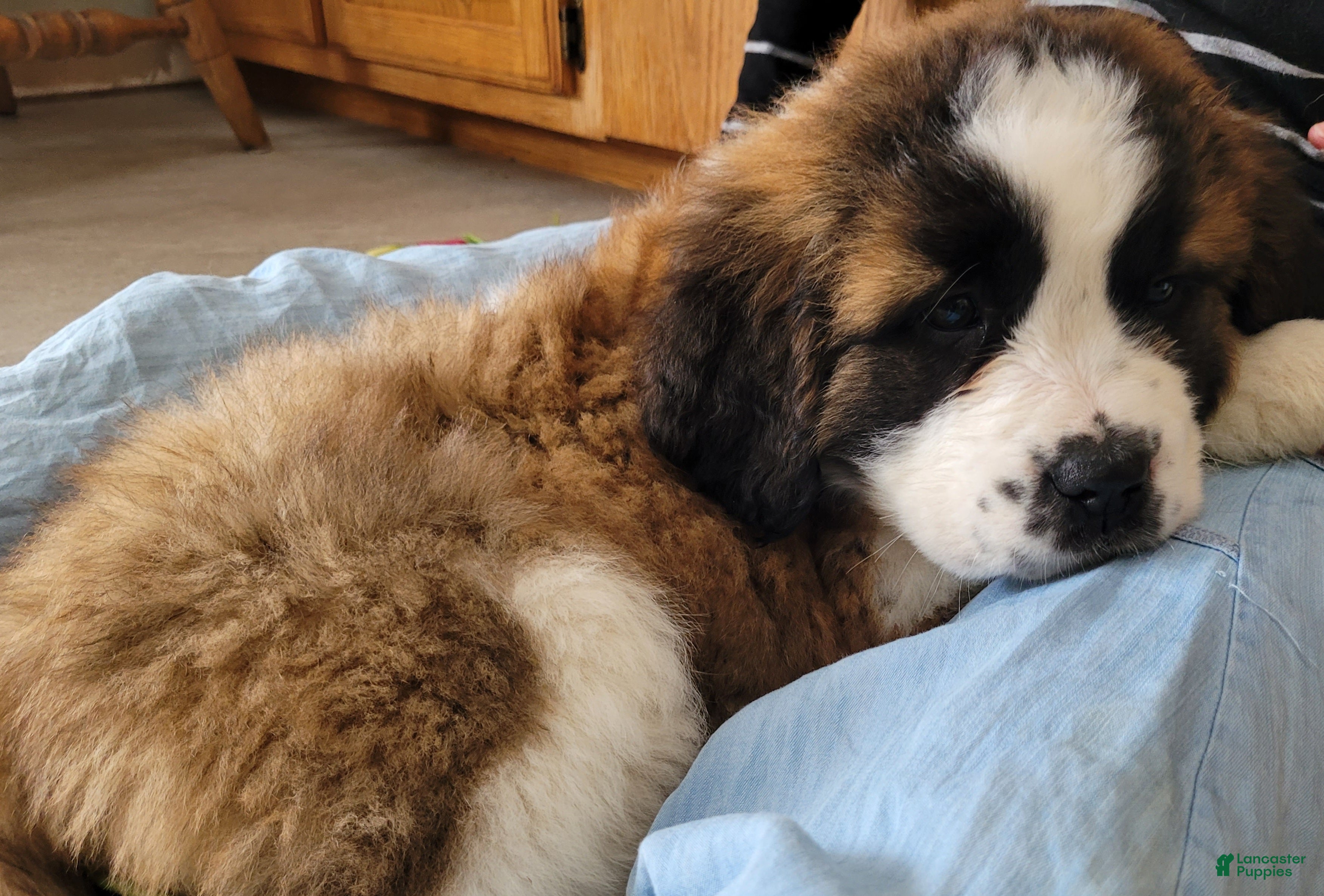 Saint Bernard dogs Luna - Ad 2