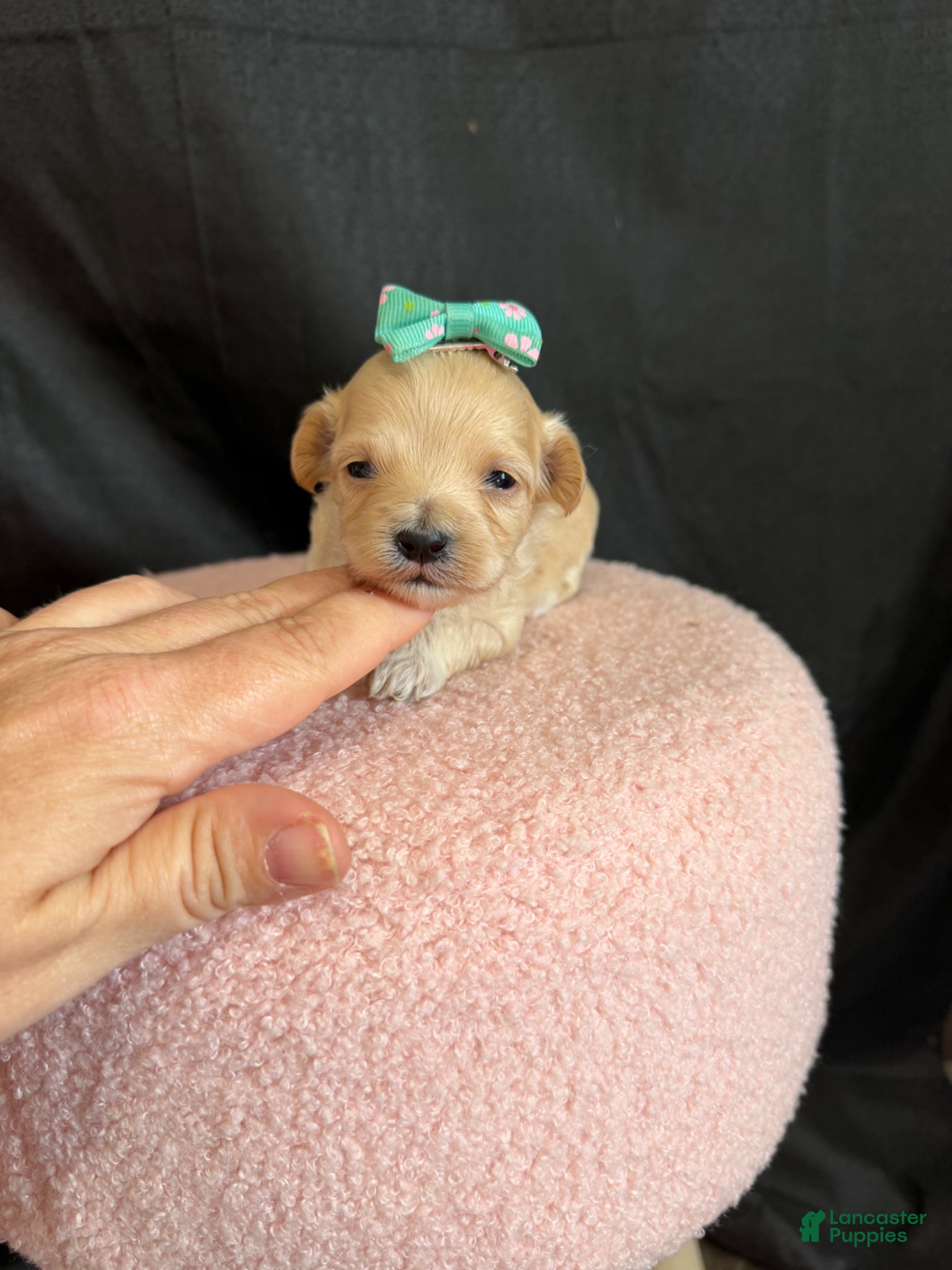 Maltipoo dogs for sale: Maltipoo! Turquoise Bow! - Ad 4