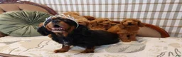 Cavapoo dogs for sale: Cavapoo 5 - Ad 2