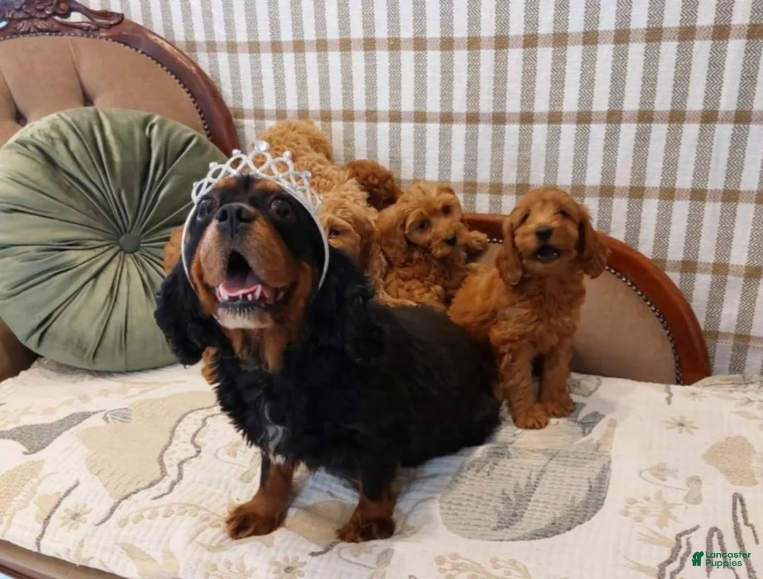 Cavapoo dogs for sale: Cavapoo 5 - Ad 2