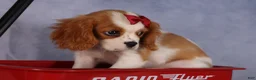 Cavalier King Charles Spaniel dogs for sale:  Nugget🐾 - Ad 6