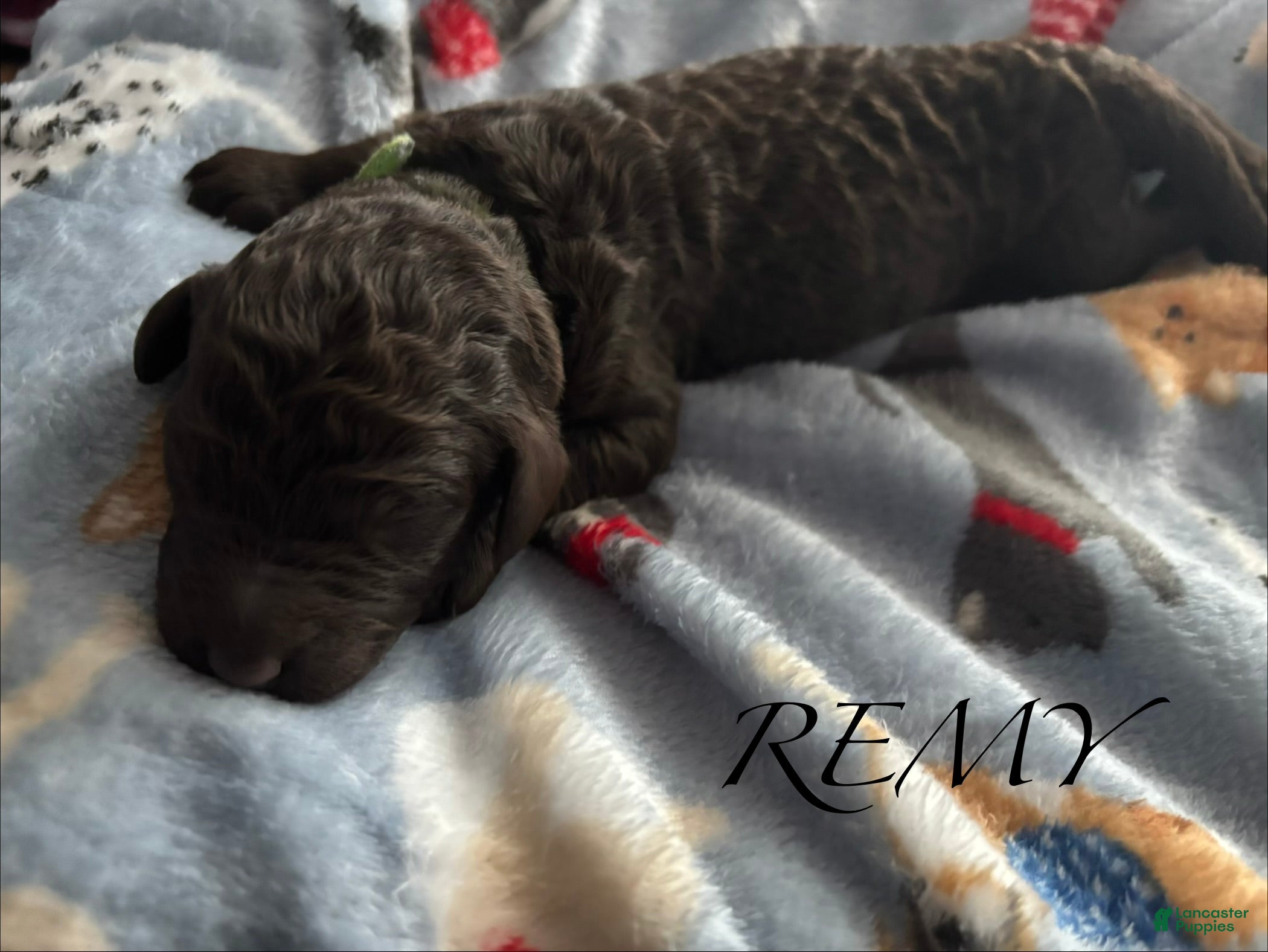 Standard Poodle dogs Standard Poodle Puppy 3 - Ad 30