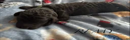 Standard Poodle dogs for sale: Standard Poodle Puppy 3 - Ad 1
