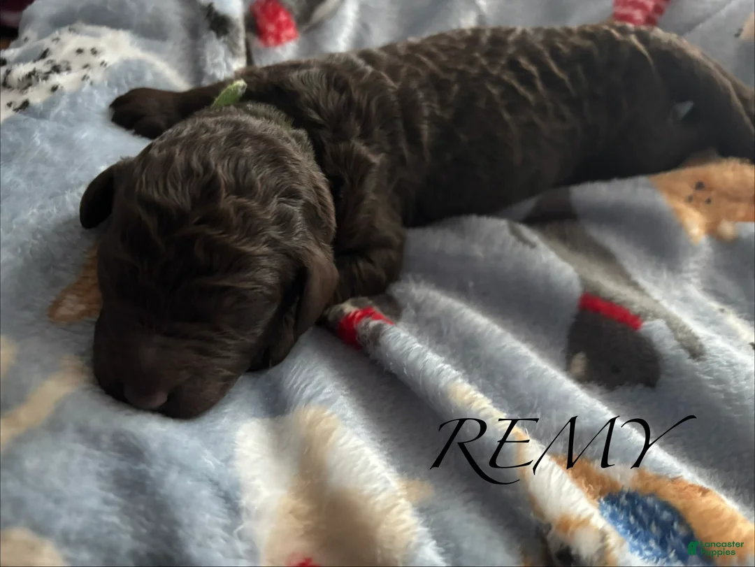 Standard Poodle dogs for sale: Standard Poodle Puppy 3 - Ad 1