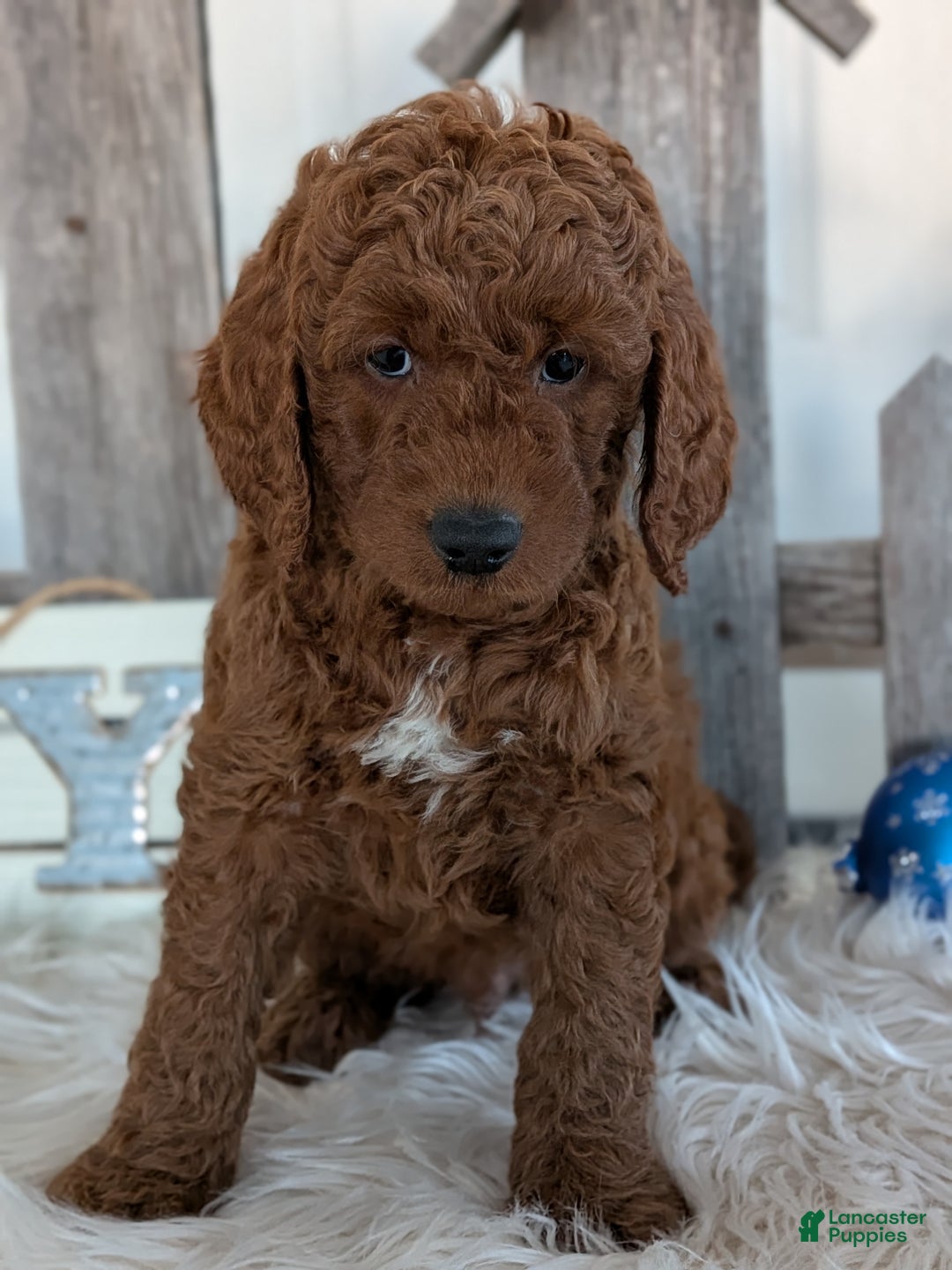 Goldendoodle dogs for sale: Bingo  - Ad 6