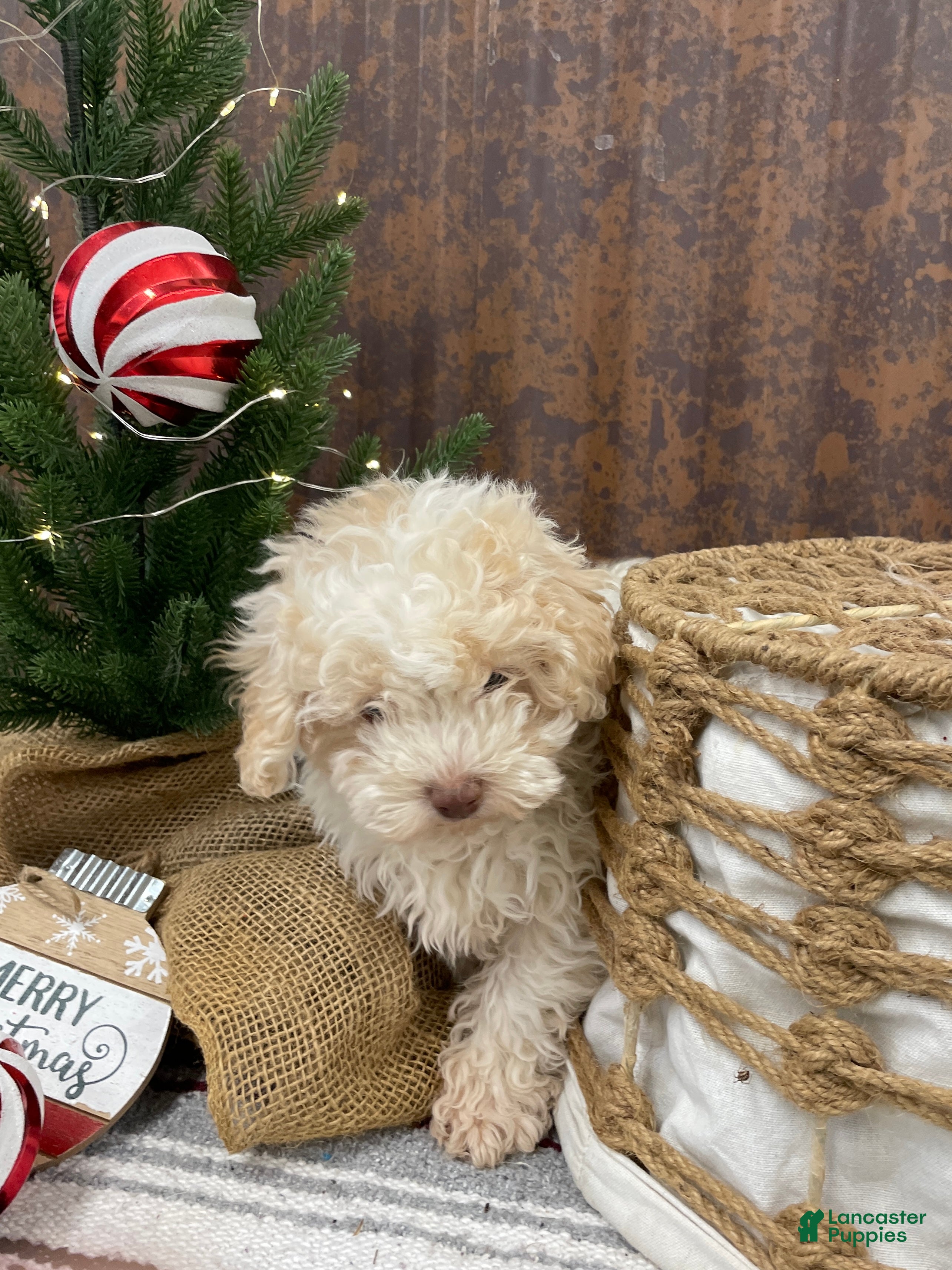 Miniature Poodle dogs for sale: Sheldon - Ad 1