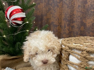 Miniature Poodle dogs for sale: Sheldon - Ad 1