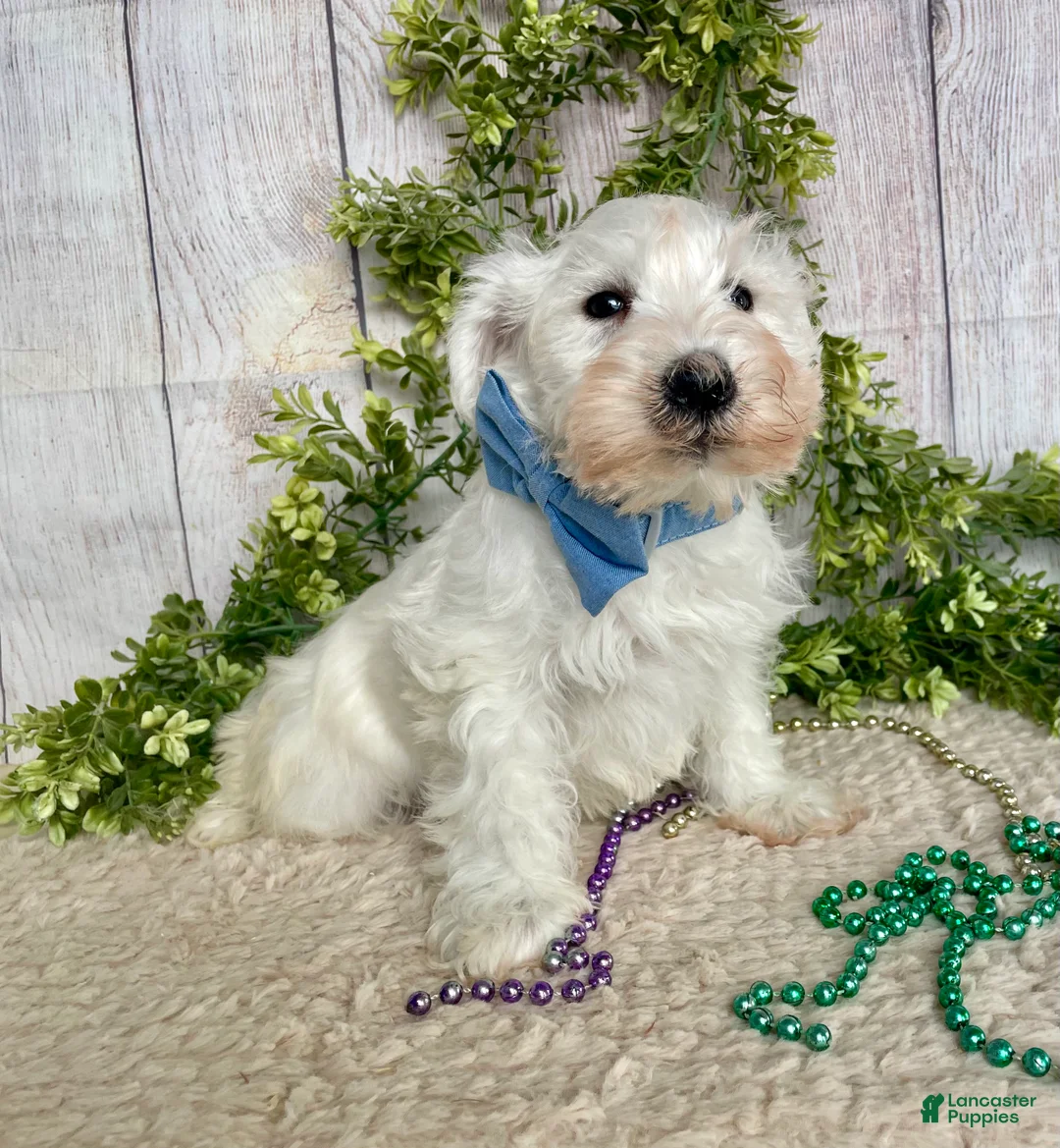 Miniature Schnauzer dogs for sale: Miniature Schnauzer Puppy 1 - Ad 2